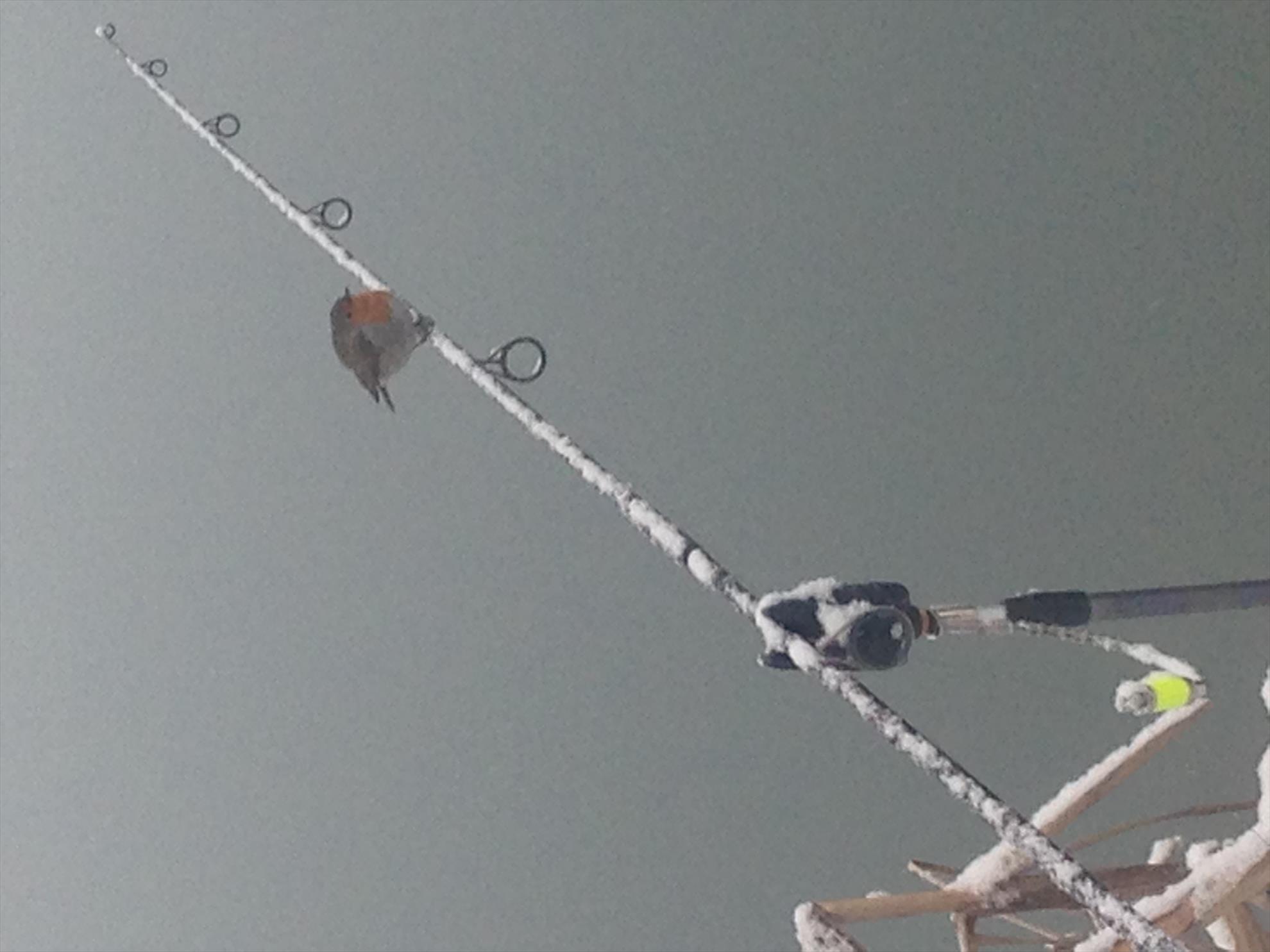 ISOLA DEL PESCATORE 10 ianuarie 2017 - img4406.JPG